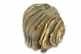 Partial Woolly Mammoth Molar - North Sea Deposits #295862-2